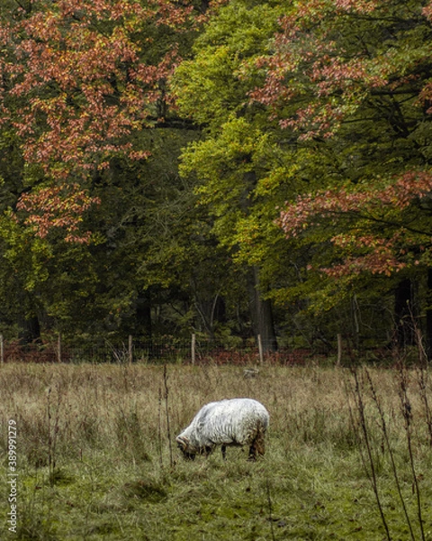 Obraz Ein Schaf auf einem freien Waldstück im Herbst