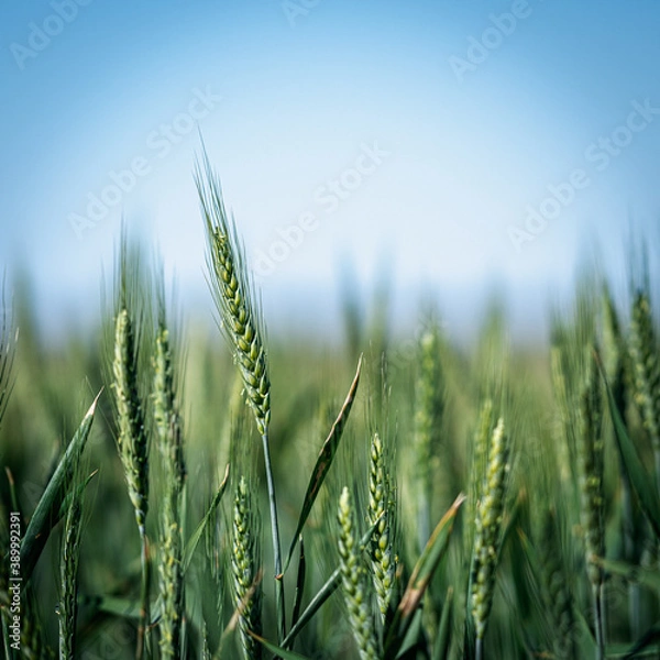 Obraz green wheat field