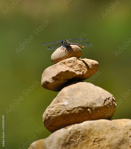 Fototapeta Libelula posada en totem de piedras junto al río