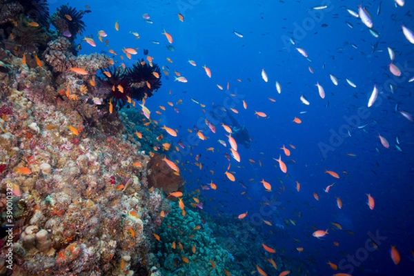 Fototapeta Diver swims with colorful coral and fish on the reef
