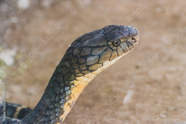 Fototapeta close up of a cobra snake in the zoo