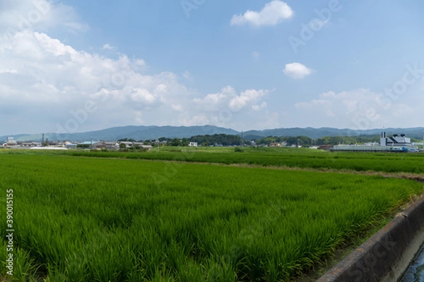 Fototapeta 田園の風景写真