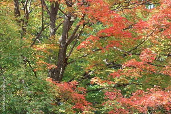 Obraz red autumn leaves