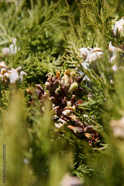 Obraz 鳥がいっぱい？弾けた実