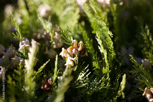 Obraz 誕生した雛鳥の様な木ノ実
