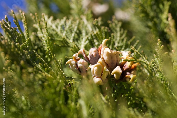 Obraz フクロウや鶴に見える木ノ実