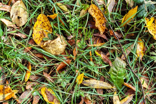 Fototapeta Fallen leaves on grass background