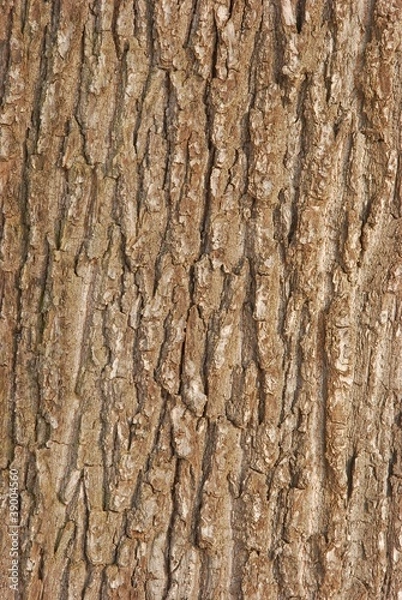 Obraz Kora drzewa