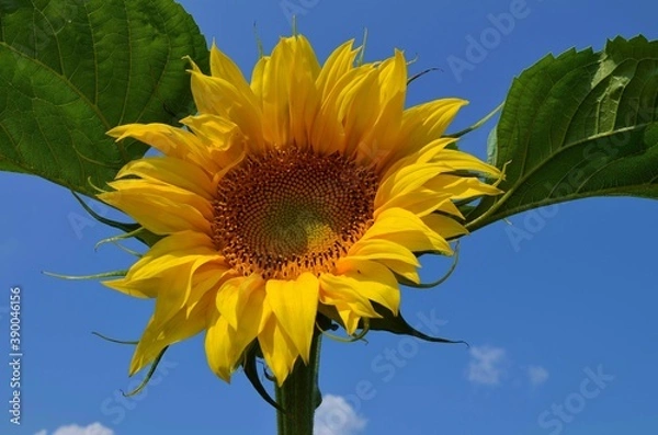 Obraz подсолнух, радость, счастье, позитив, красота, картина, голубое небо, желтый, солнце