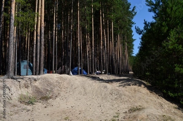 Obraz Палатка, отдых, путешествие, лес, сосна, небо