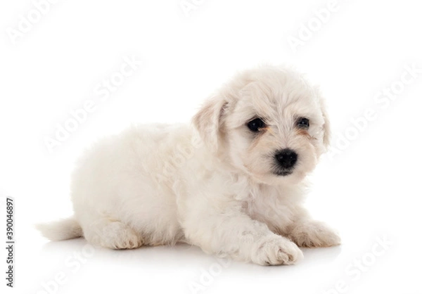Obraz Bichon Frise in studio