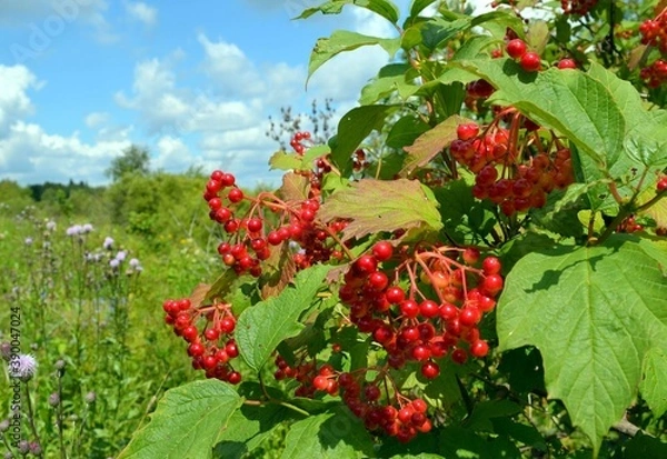 Obraz Калина, дерево, ягода, небо, красная, картина, макро