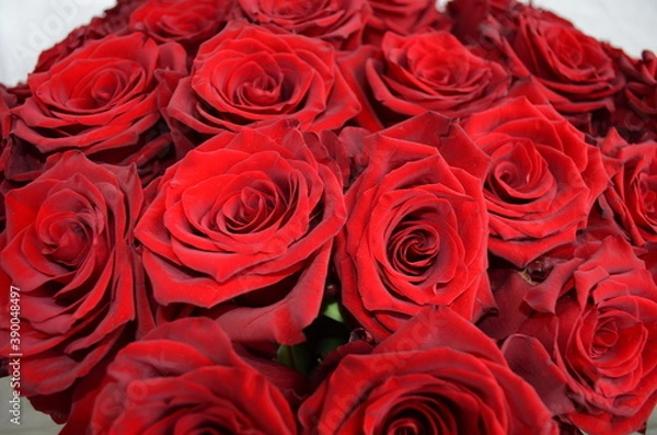 Obraz Роза, красная река, лес, цветы, небо, картина, Ель, красота, картина, трава, облака, отражение, открытка