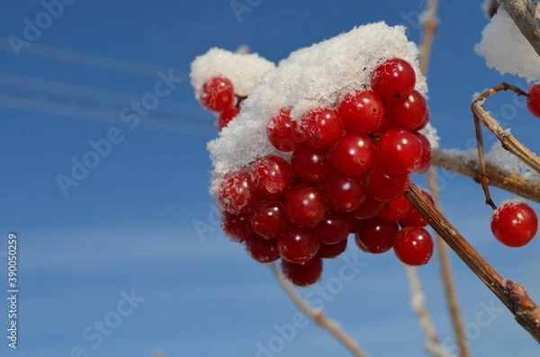 Obraz Зима, калина, макро, красная