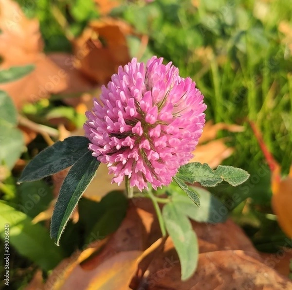 Obraz pink clover close-up on a sunny autumn day