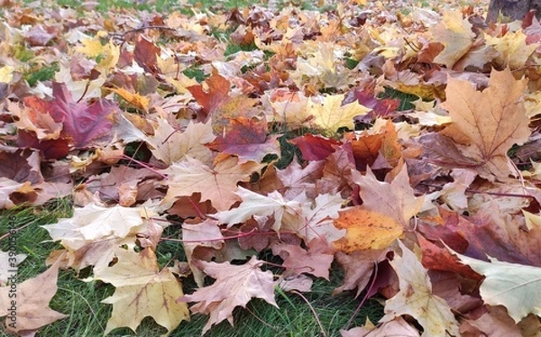 Fototapeta fallen maple leaves on the grass on a sunny day