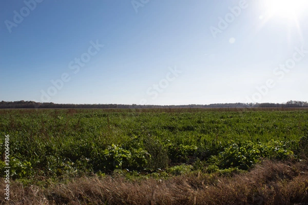 Obraz Lush sunny field 