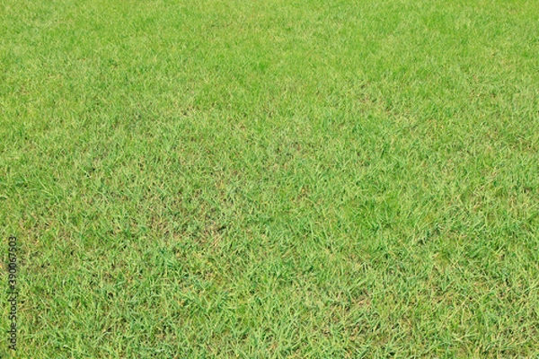 Fototapeta 芝生