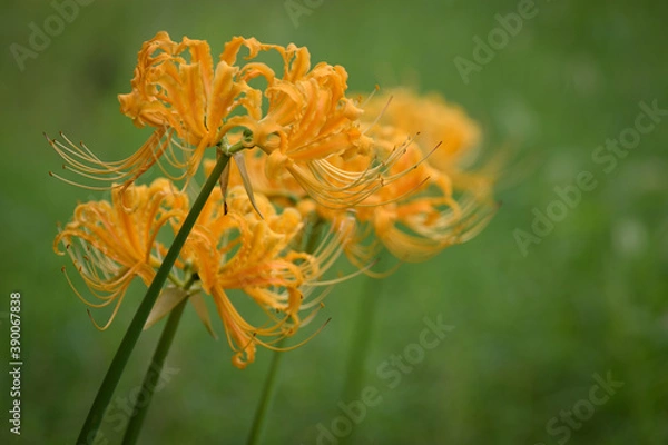 Fototapeta 黄色い彼岸花