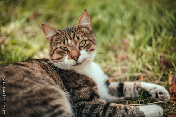 Obraz Striped adult domestic cat is looking at the camera. Selective focus on the eyes.