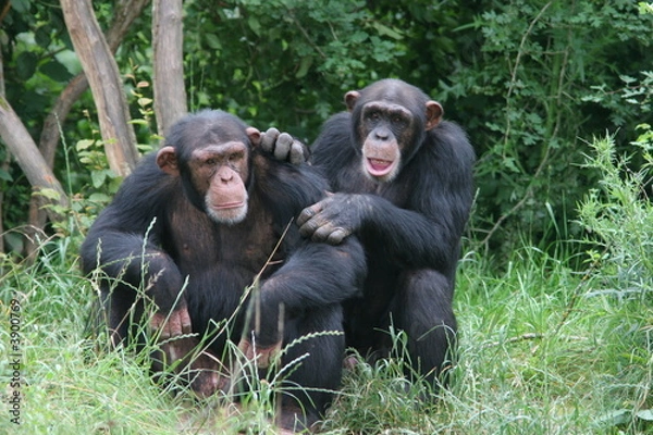 Obraz chimpanzés jouant