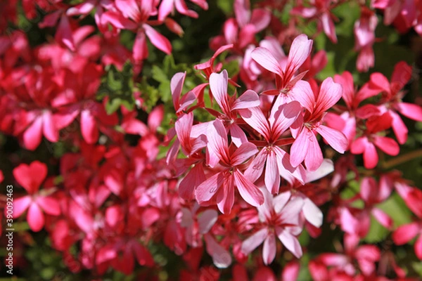 Obraz Géranium lierre simple rose	