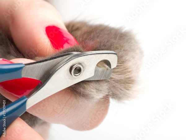 Obraz Trimming cat's nails