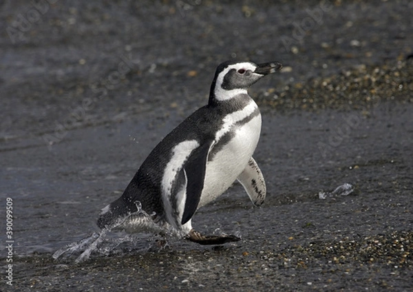 Fototapeta Magellanic Penguin, Spheniscus magellanicus