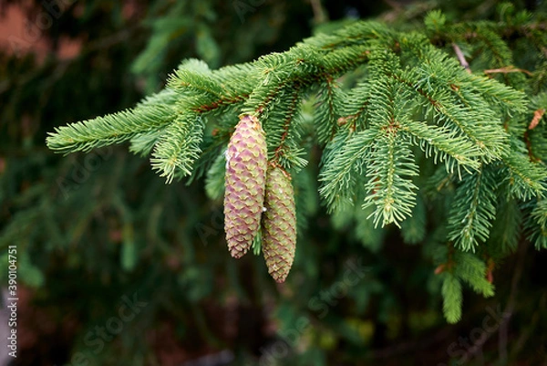 Obraz Picea abies