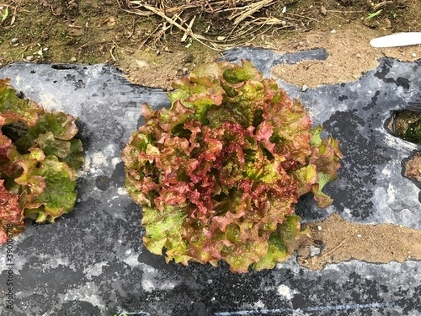 Obraz リーフレタス