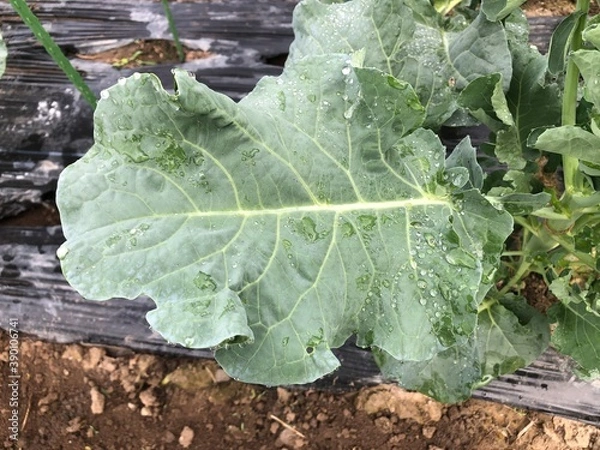 Obraz ブロッコリーの葉