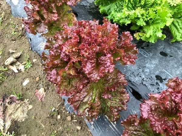 Obraz リーフレタス