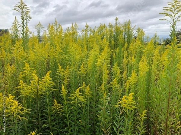 Obraz セイタカアワダチソウ