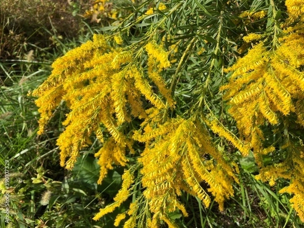 Obraz セイタカアワダチソウ