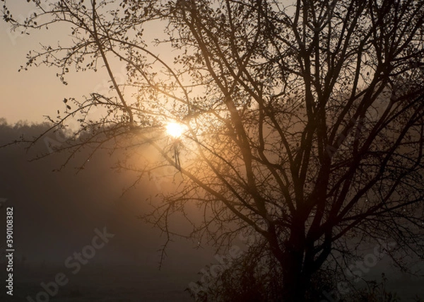 Fototapeta Orange sunrise illuminating tiny drops of dew that are shining on the branches of a bush. Early morning in a meadow near Warsaw, Poland.