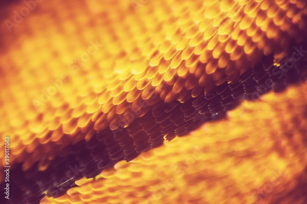 Obraz Colorful butterfly wings through a microscope