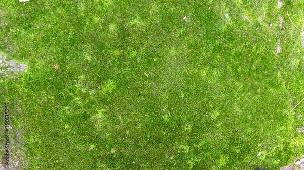 Obraz green grass background