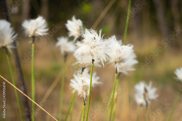 Obraz Wollgras im Frühling