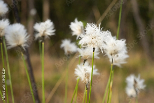 Obraz Wollgras im Frühling