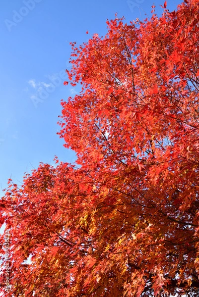 Fototapeta 紅葉と青空
