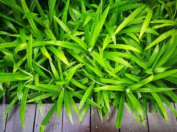 Obraz fresh green pandan