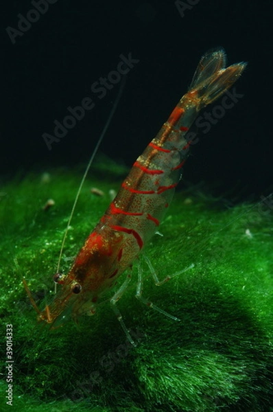 Obraz caridina cantonensis red tiger