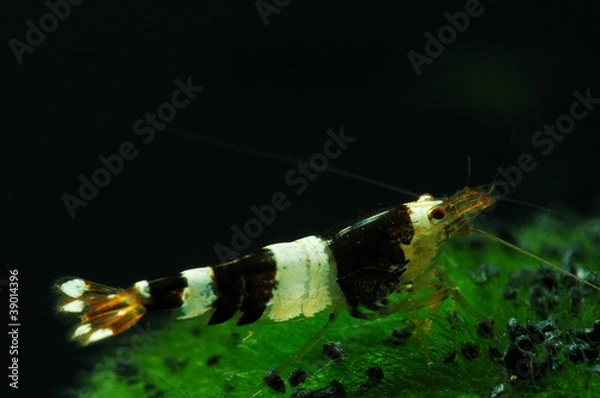 Obraz caridina cantonensis black bee