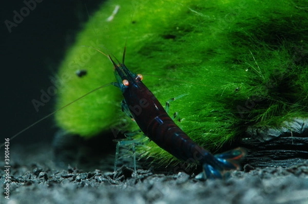 Obraz caridina cantonensis deep blue tiger