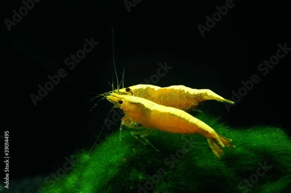 Obraz Neocaridina heteropoda var. Żółty ogień neon