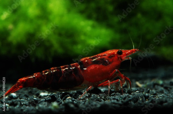 Obraz neocaridina heteropoda var sakura kanoko