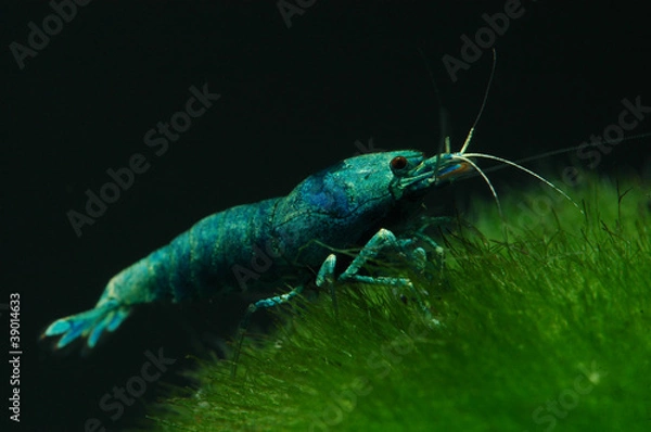 Obraz taiwan bee blue bolt