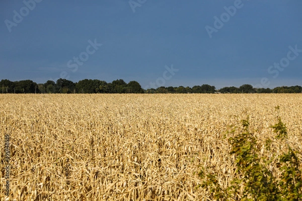 Fototapeta A field with golden ripe corn and a blue sky with clouds above it