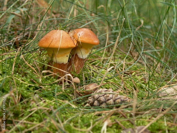 Obraz Yellow boletus