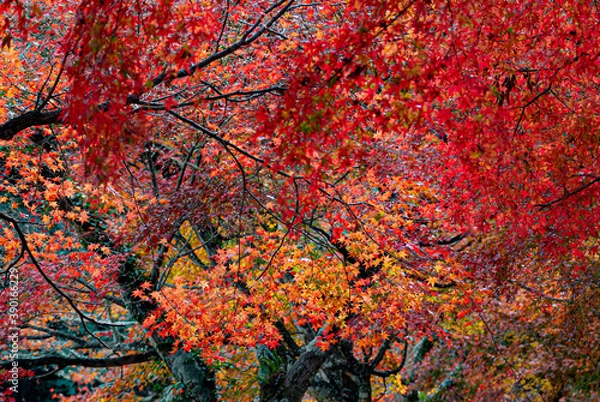 Obraz red maple in Japan 